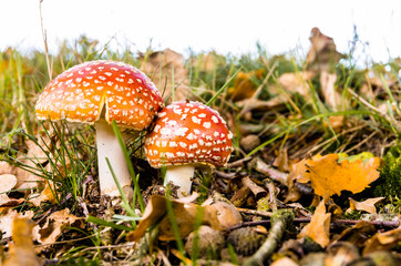 Two fly agaric siblings (Amanita muscaria). Mushrooms red with white dots