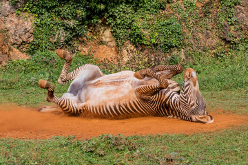 Obraz na płótnie Canvas a zebra enjoying a dirt bath