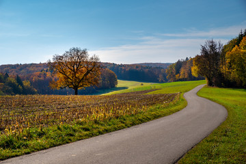 Fototapeta premium Herbstbaum mit Straße , Herbststimmung dem Dinkelberg