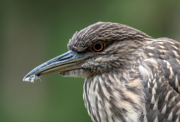 Close up of a juvenile black crowned night heron's facing left