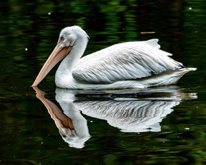white pelican swimming with reflection