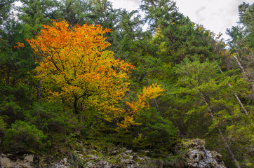 Fototapeta premium Autumn landscape in Apuseni Mountains, Transylvania, Romania