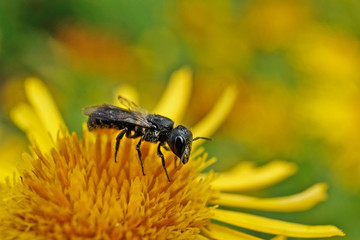 Insekt - Schwarze Biene