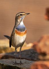 Bluethroat