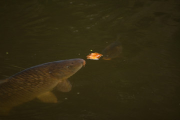 a carp and a piece of bread in the lake