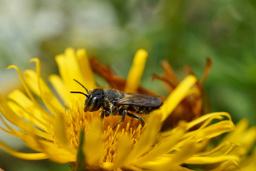 Insekt - Schwarze Biene