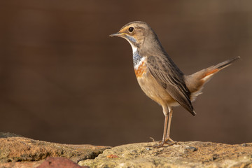 Bluethroat