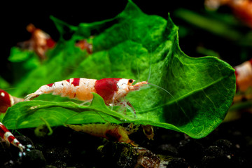 Crystal red shrimp swarm eat aquarium pets hobby nature wild life