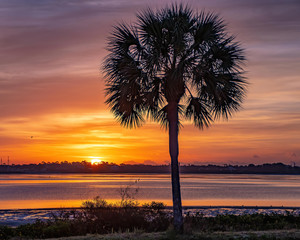 Palm tree at the beach - pink sunrise