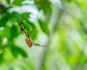 Golden silk orb-weaver spins a web