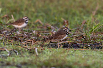 Killdeer hunting for food near the shore of a lake - Florida