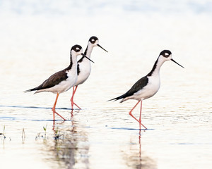 Three stilts wading along the river's edge in Florida