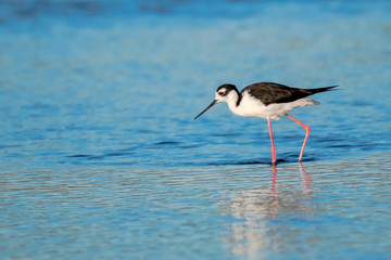 Black necked stilt wading in the river for food
