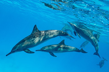 pod of Spinner dolphins (Stenella longirorstris) swimming over sand in Sataya reef, Egypt, Red Sea