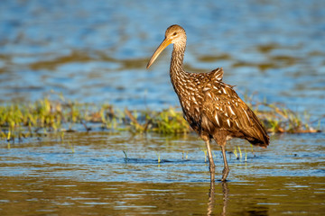 Limpkin wading along the river's edge