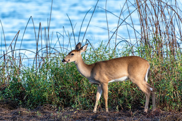 Young wild doe by the edge of a lake in Florida 