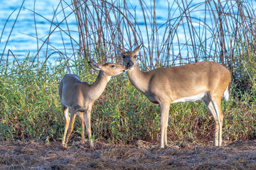 Family of wild white tailed deer by the edge of a lake - Florida