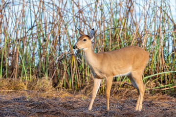 Young wild doe by the edge of a lake in Florida