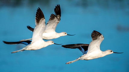 American avocets flying over a pond