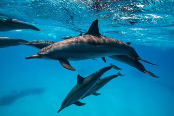 Fototapeta premium pod of Spinner dolphins (Stenella longirorstris) swimming over sand in Sataya reef, Egypt, Red Sea