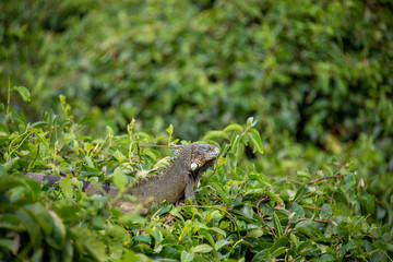 iguana in green background