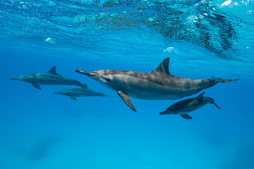 mothers and babies  Spinner dolphins (Stenella longirorstris) swimming over sand in Sataya reef, Egypt, Red Sea