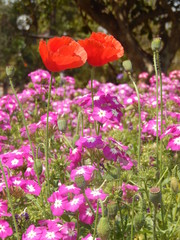 flowers in the garden