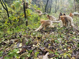 Fototapeta na wymiar golden snub nosed monkeys in autumn