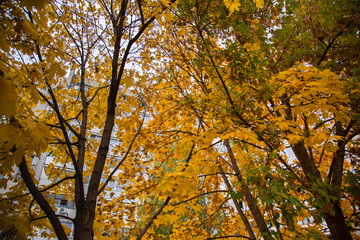 Fototapeta premium Autumn in the city