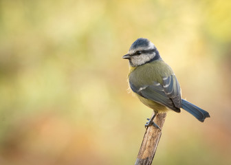 Blue Tit with special lights