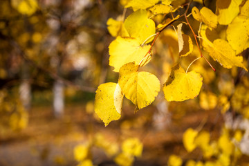 Yellow leaves on the tree