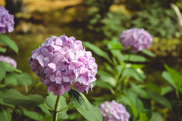 Large leaf Hydrangea