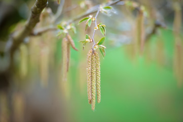 branch of a tree with catkins