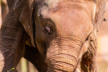a small african elephant enjoying in a green meadow