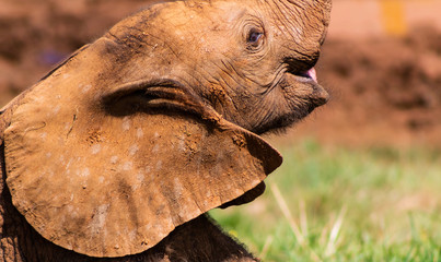 a small african elephant enjoying in a green meadow