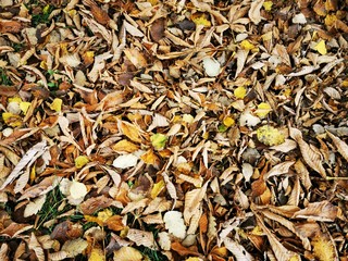 Autumn leaves Close up. Fall Forest trees. Nature background. Yellow maple leaf. Colorful autumn leaves background. Colorful fall scene. Oak tree photo. 