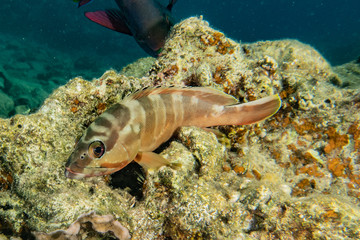 Fish swim in the Red Sea, colorful fish, Eilat Israel