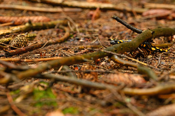 Salamandra - spotted Salamander crawling in the forest.