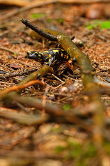 Salamandra - spotted Salamander crawling in the forest.