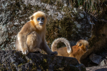 golden snub nosed monkey shaanxi china