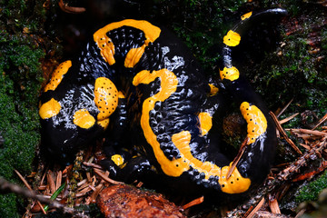 Salamandra - spotted salamander crouching in the forest.