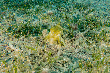 Fish swim in the Red Sea, colorful fish, Eilat Israel