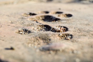 pawprints in stone