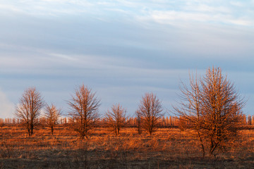 winter sunset on a wild field