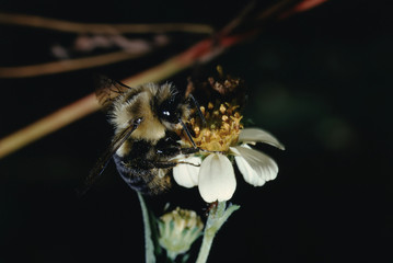 Honey Bee on Spanish Needle Flower