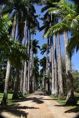 palm trees in the park