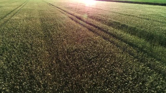 Ein Drohnenflug &uuml;ber einen Getreidefeld inkl. sch&ouml;nen Windeffekt