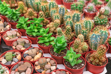 Fototapeta premium Different types of cacti and succulents in pots.