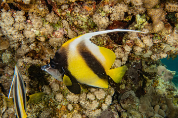 Fish swim in the Red Sea, colorful fish, Eilat Israel