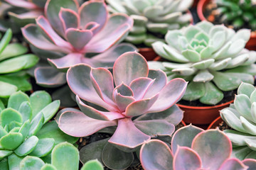 Echeveria succulent, close up